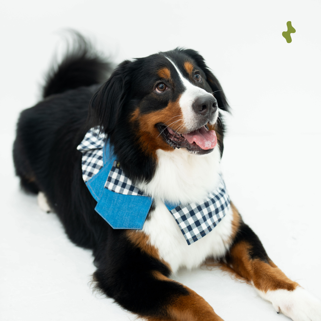 Workwear Denim Collar | Blu Blue (PRE-ORDER)