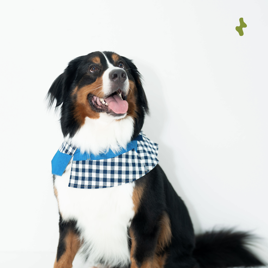 Workwear Denim Collar | Blu Blue (PRE-ORDER)