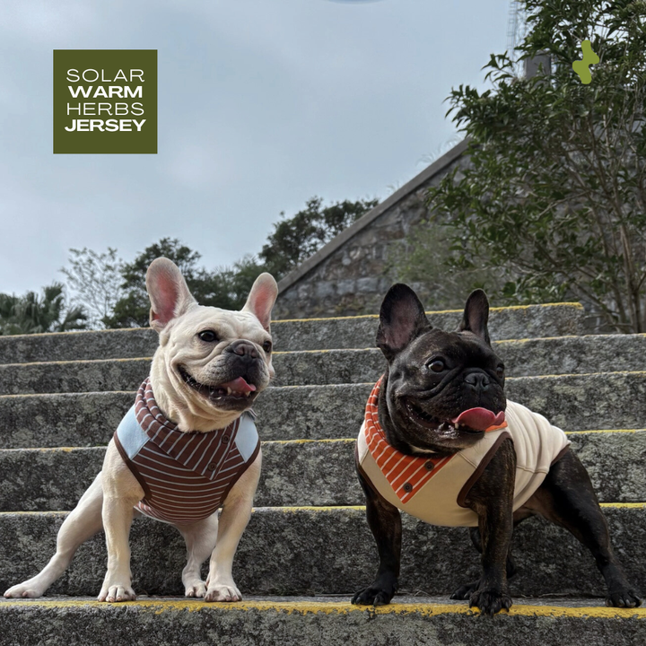 Solar Warm Herbs Jersey | Thermal Wear