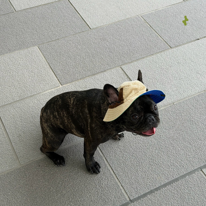 Nova Reversible Pet Bucket Hat | Outdoor Gear - Lego