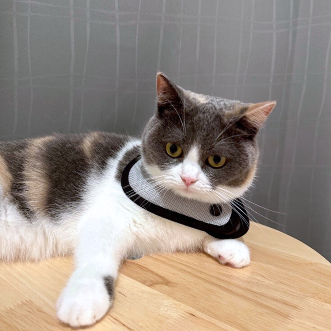 Luna Heather | Pet Styling Collar - Misty Grey