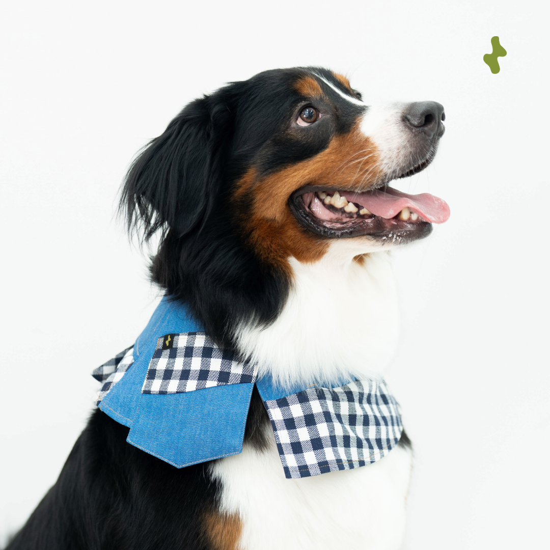 Pet & Owner Accessories