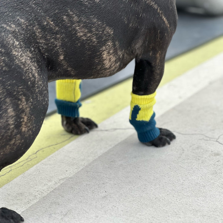 Pet Leg Warmers Accessory | Bunny Come Money Come